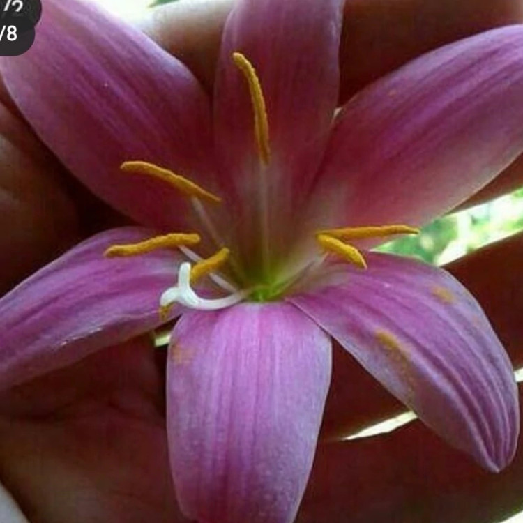 پیاز گل سوسن بارانی صورتی(پک سه عددی)