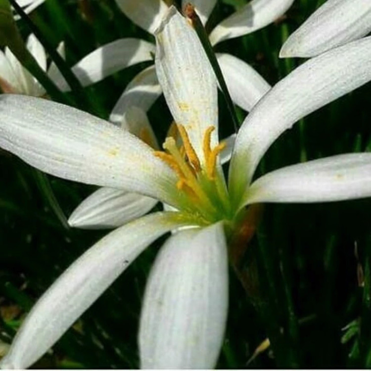سوسن بارانی سفید(پک ده عددی)