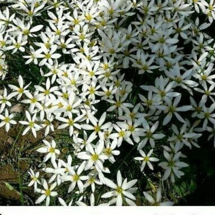 سوسن بارانی سفید(پک ده عددی)