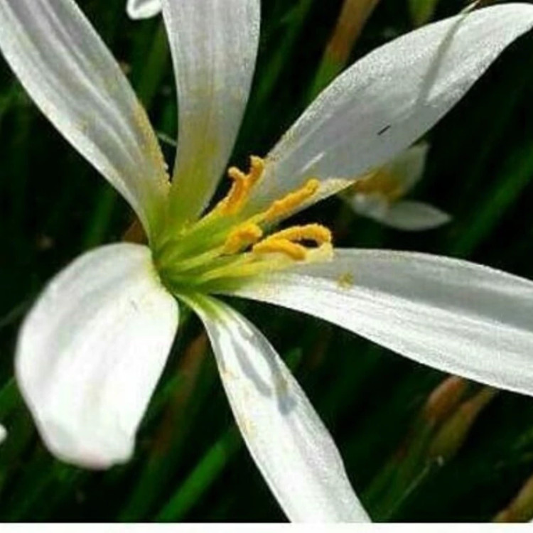 سوسن بارانی سفید(پک ده عددی)