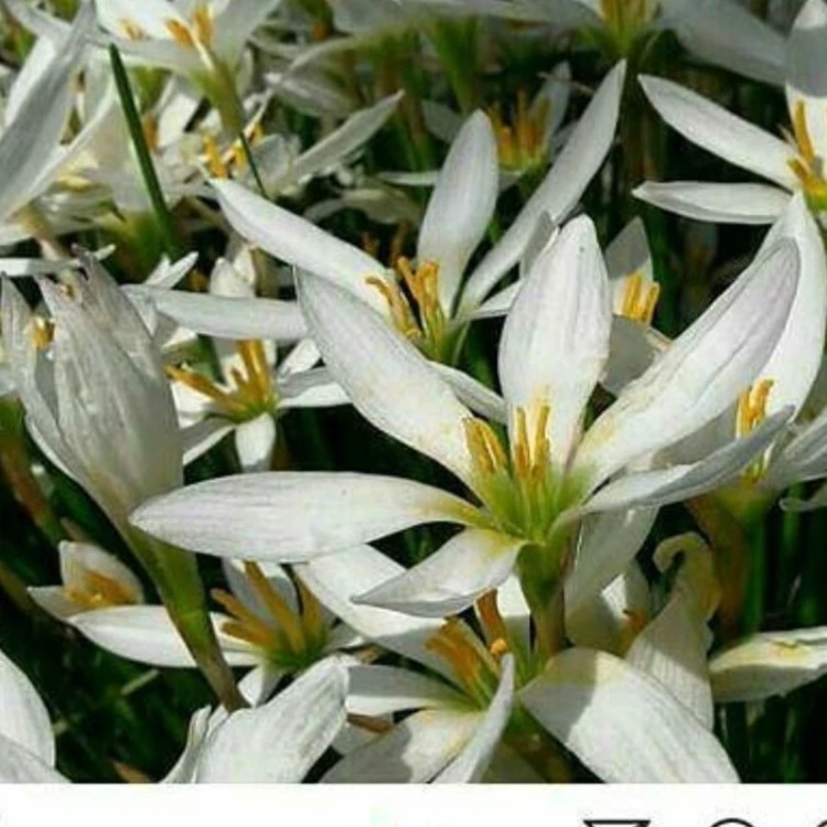 سوسن بارانی سفید(پک ده عددی)