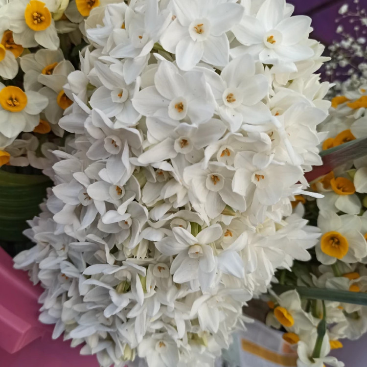پیاز گل نرگس کریسمس (سفید)