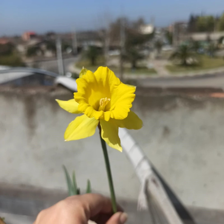 پیاز گل نرگس هلندی داچ مستر (جام درشت)