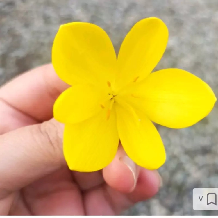 پیاز گل جام زرین کوروش
