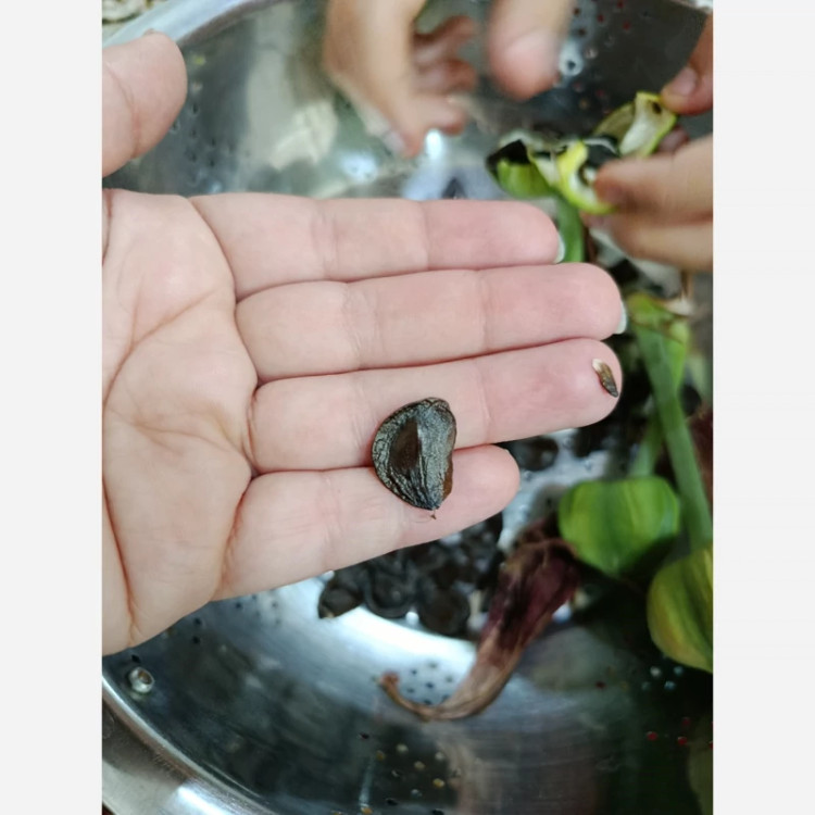 بذر آماریلیس مطابق تصویر