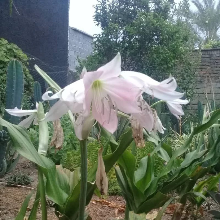 پیاز گل سوسن کرینوم گل صورتی