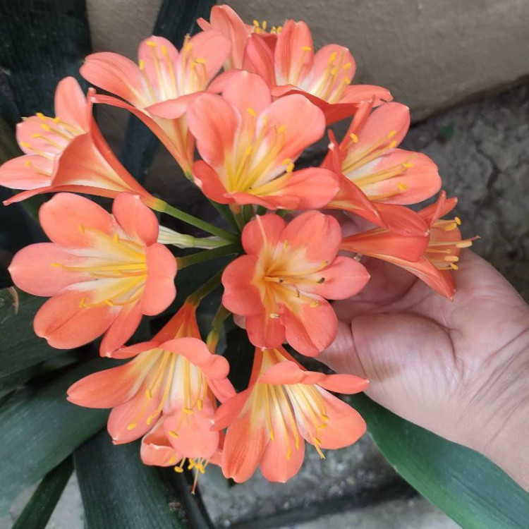 گیاه خورشیدی (ریشه لخت)تک بوته