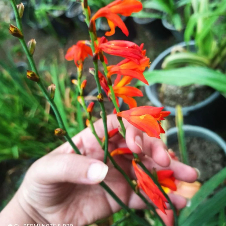 پیاز گل زنبق کروکوزمیا(زعفرانی)