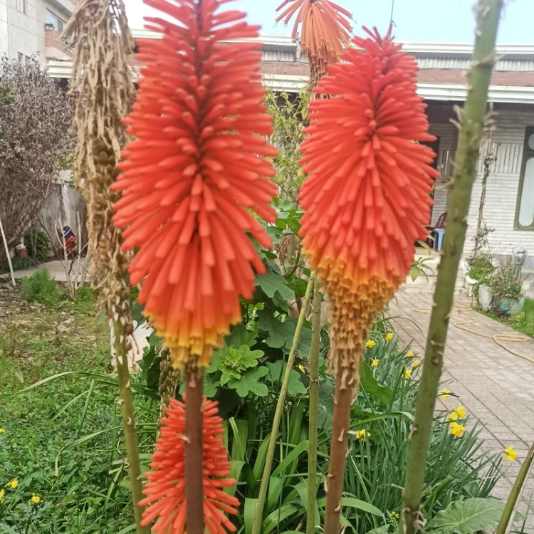 گیاه نیفوفیا یا سوسن مشعلی یا سوسن آتشین (ریشه لخت)