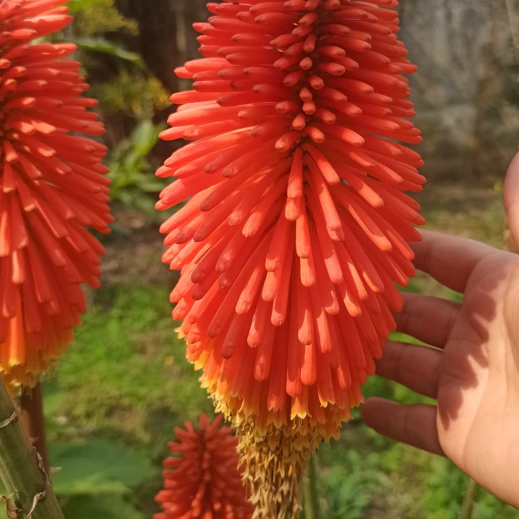 گیاه نیفوفیا یا سوسن مشعلی یا سوسن آتشین (ریشه لخت)