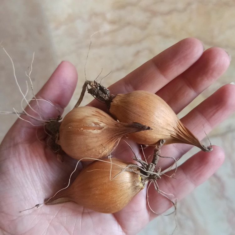 پیاز گل زنبق (پیازی) الوان