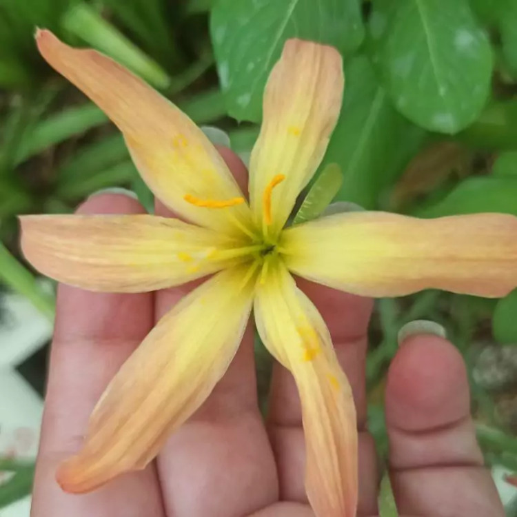 پیاز گل سوسن بارانی رنگ خاص(یک عدد)