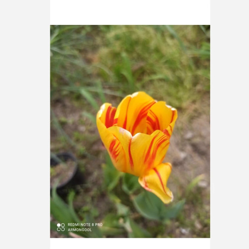 null