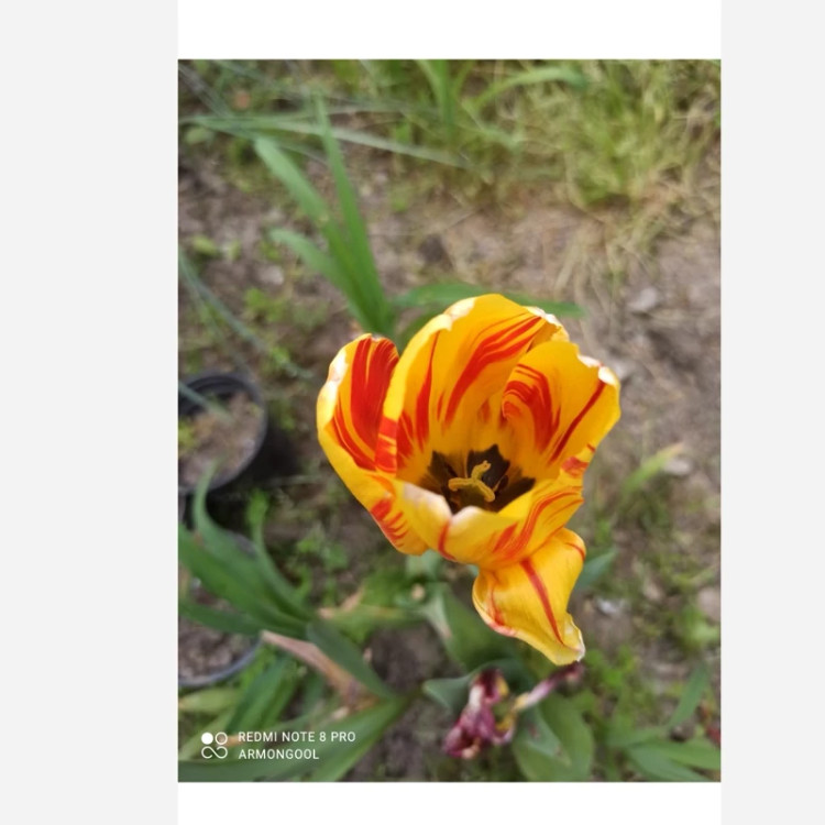 پیاز لاله هلندی زرد
