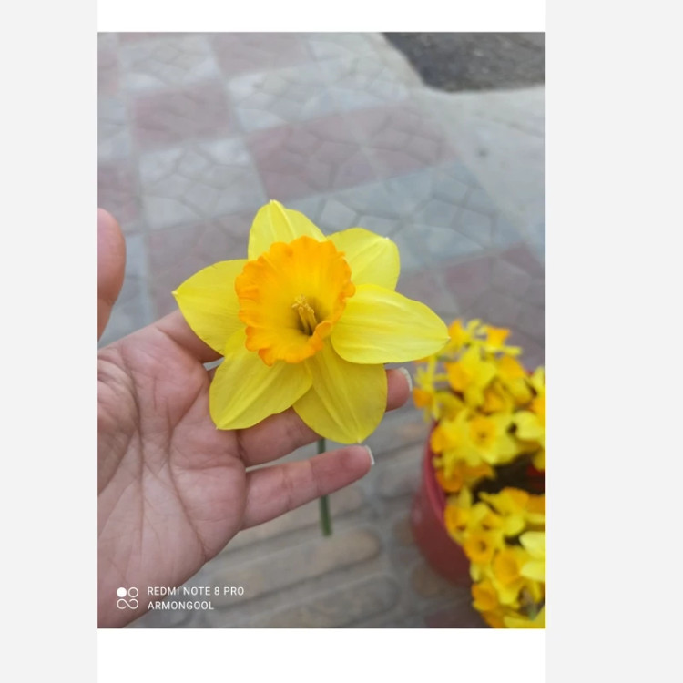 پیاز نرگس هلندی لب ماتیکی سه عددی