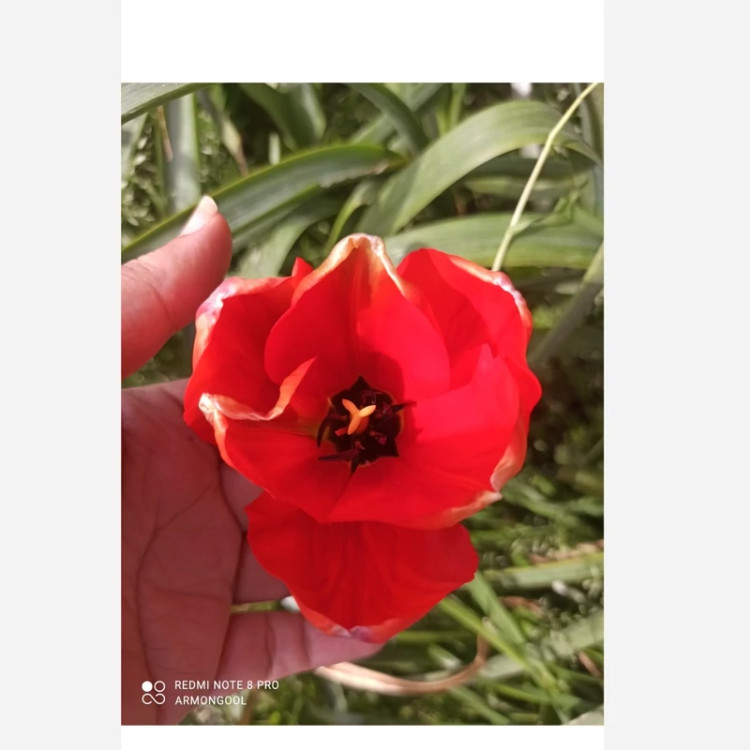 لاله قرمز هلندی