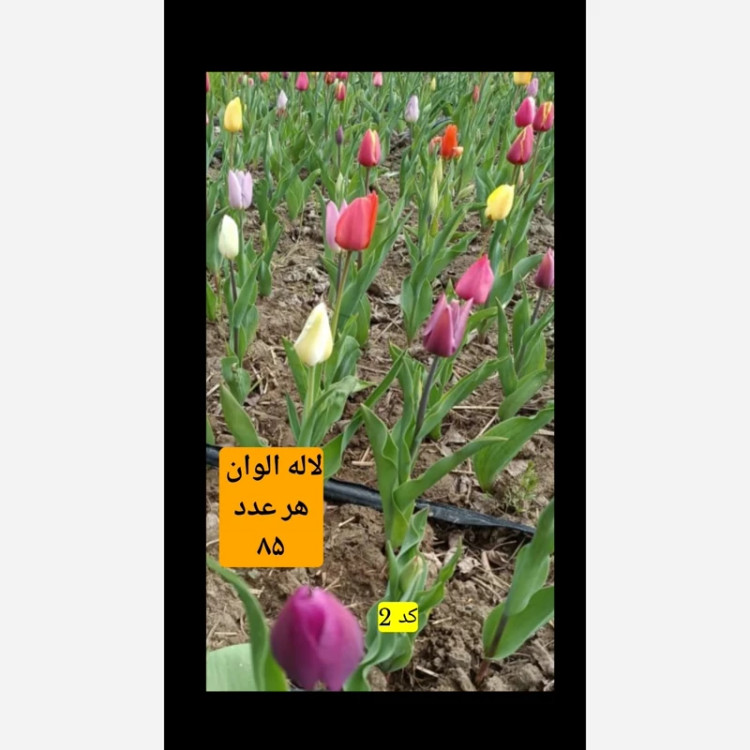 پیاز لاله هلندی