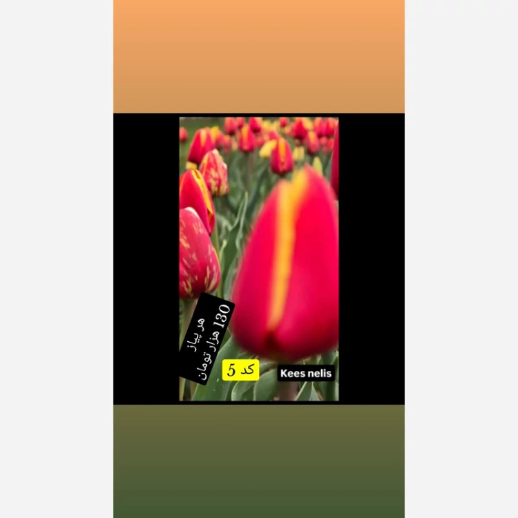 پیاز لاله هلندی
