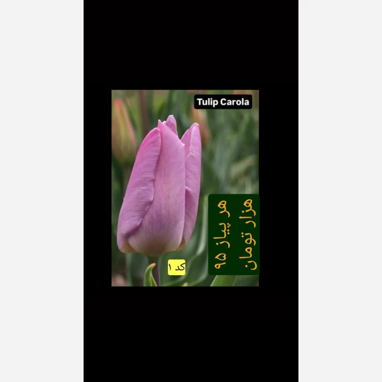 پیاز لاله هلندی