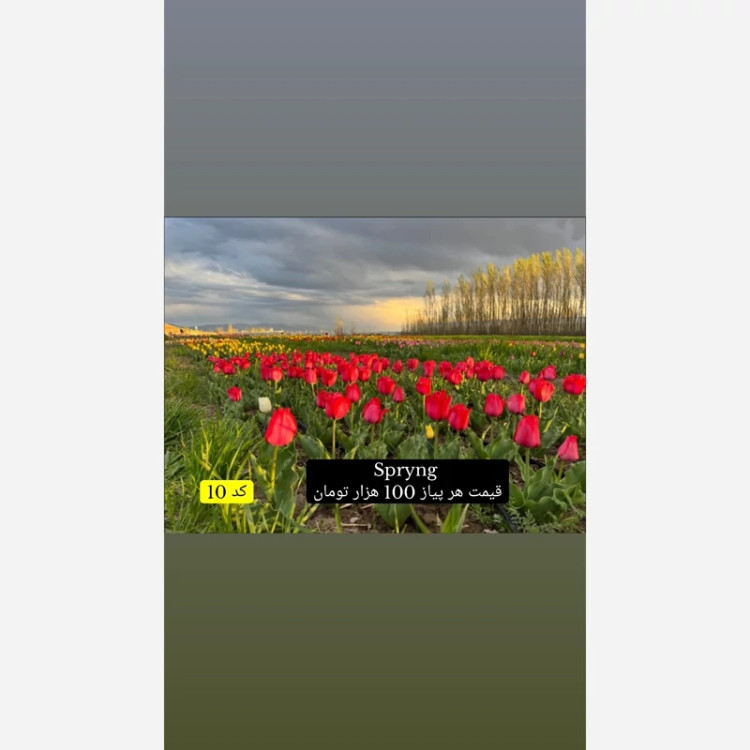 پیاز لاله هلندی