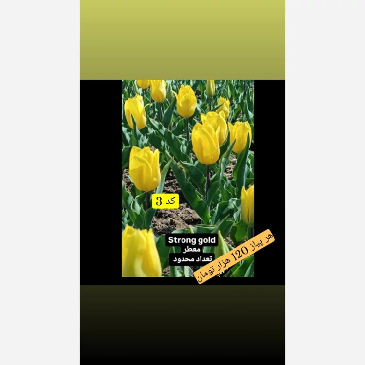 پیاز لاله هلندی