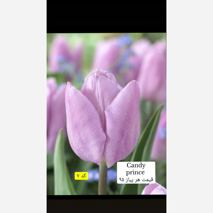 پیاز لاله هلندی