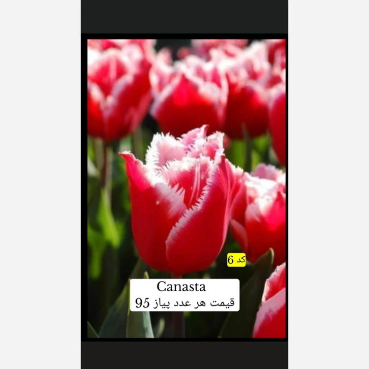 پیاز لاله هلندی