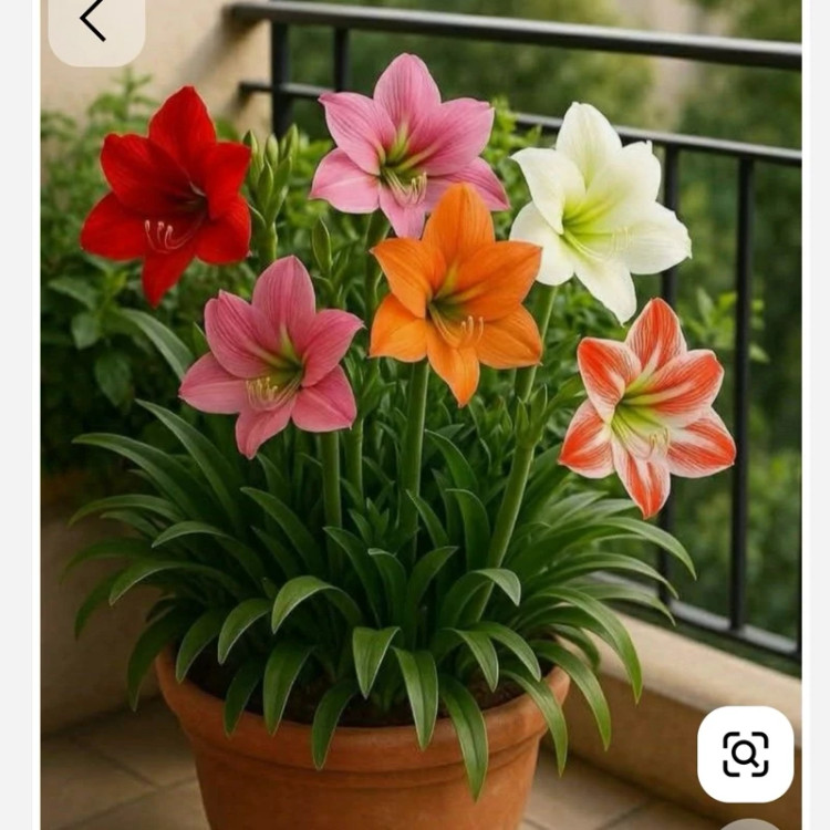 پیاز(چه) اماریلیس رنگ نامشخص
