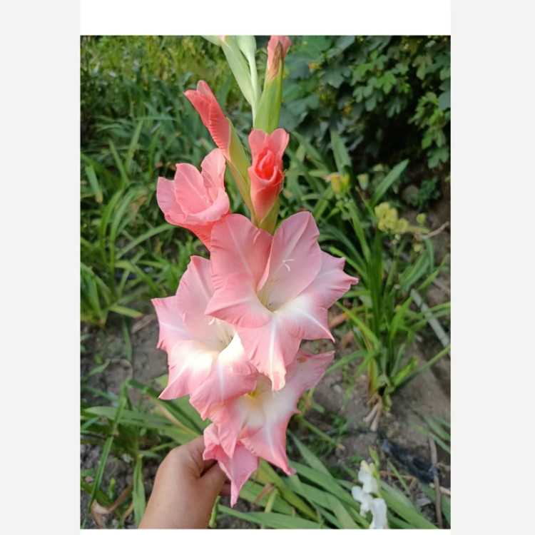 پیاز گلایل صورتی سه عددی