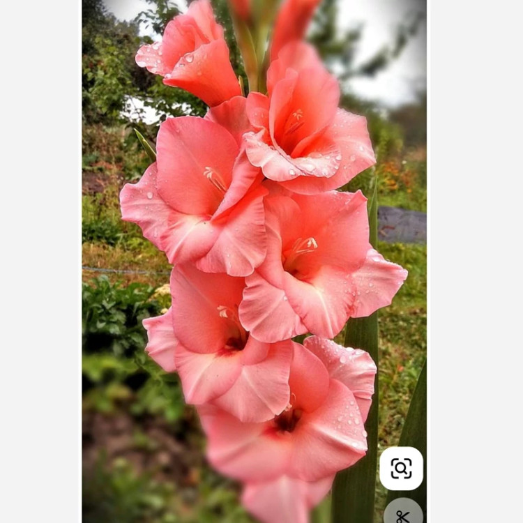 پیاز گلایل صورتی سه عددی