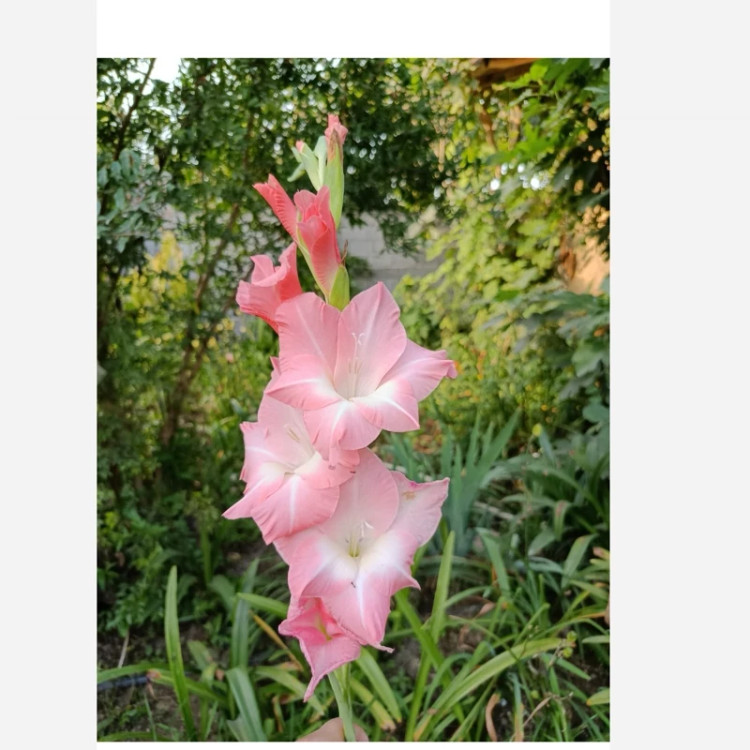 پیاز گلایل صورتی سه عددی