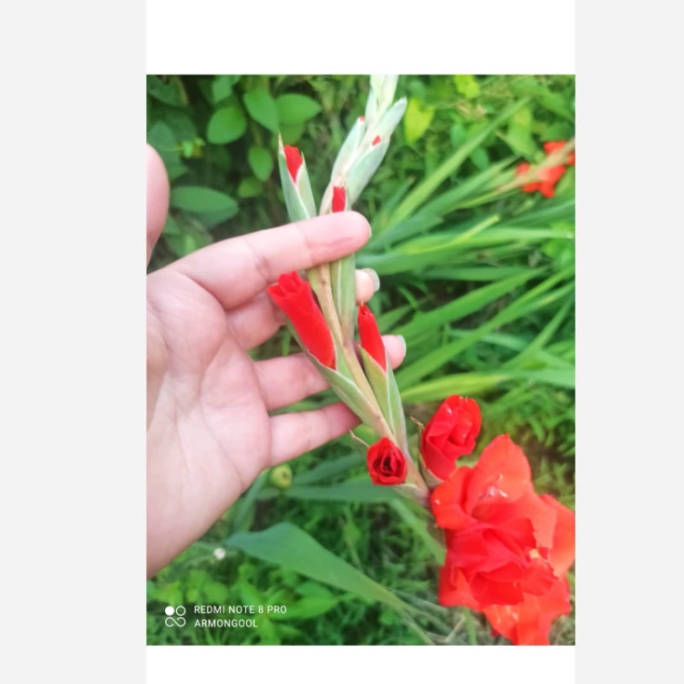 پیاز گلایل قرمز(پک سه عددی)