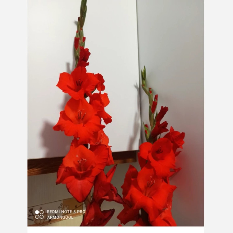 پیاز گلایل قرمز(پک سه عددی)