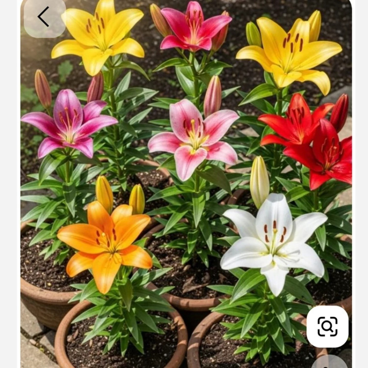 پیاز گل لیلیوم F2(رنگ نامشخص)
