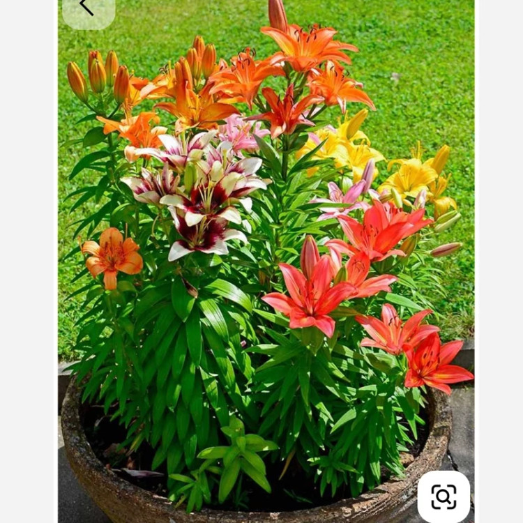 پیاز گل لیلیوم F2(رنگ نامشخص)