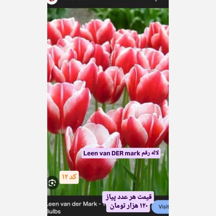 پیاز گل لاله کد 12