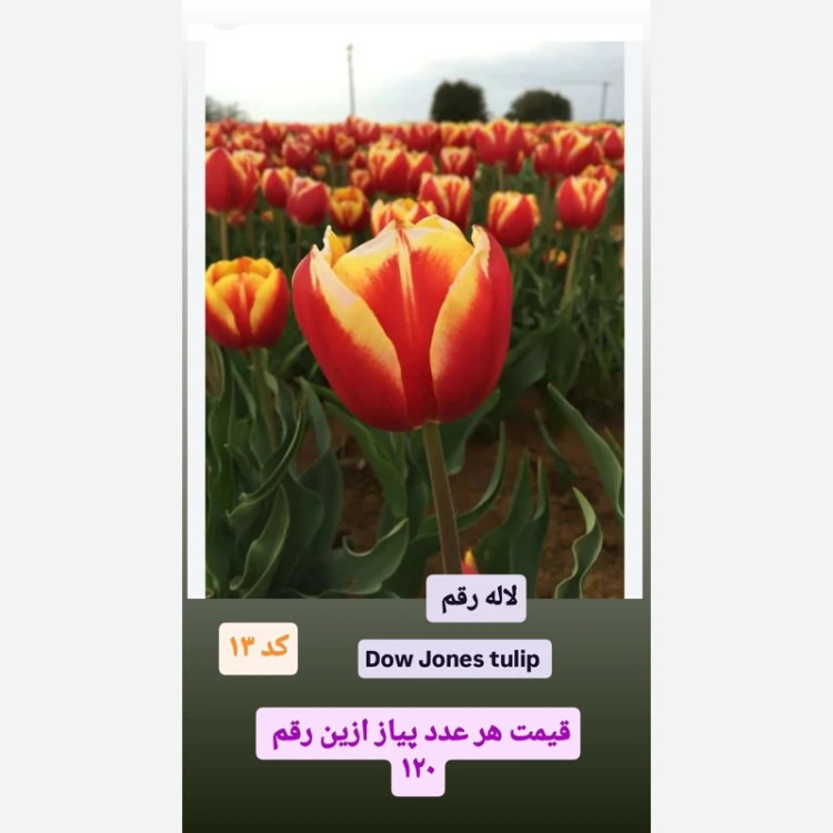 پیاز گل لاله کد 13