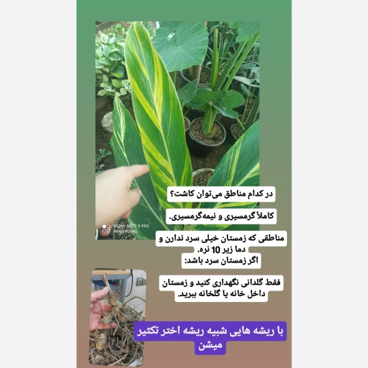 ریزوم گل آلپینیا واریگاتا یا جینجر ابلق معطر