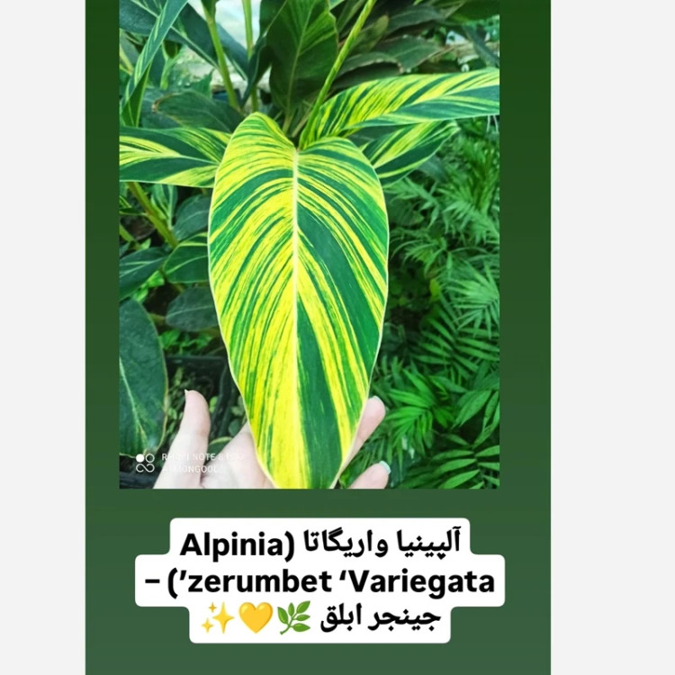 ریزوم گل آلپینیا واریگاتا یا جینجر ابلق معطر