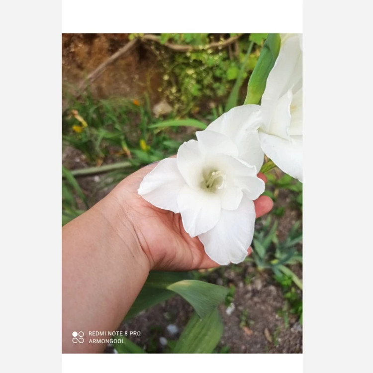 پیاز گلایل سفید سه عددی