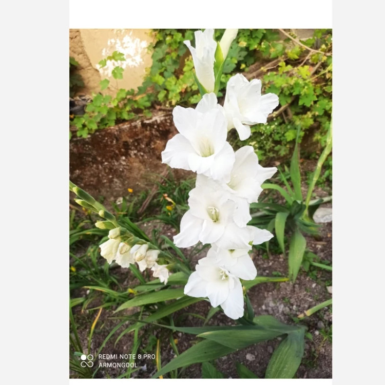 پیاز گلایل سفید سه عددی