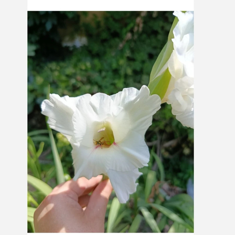 پیاز گلایل سفید سه عددی