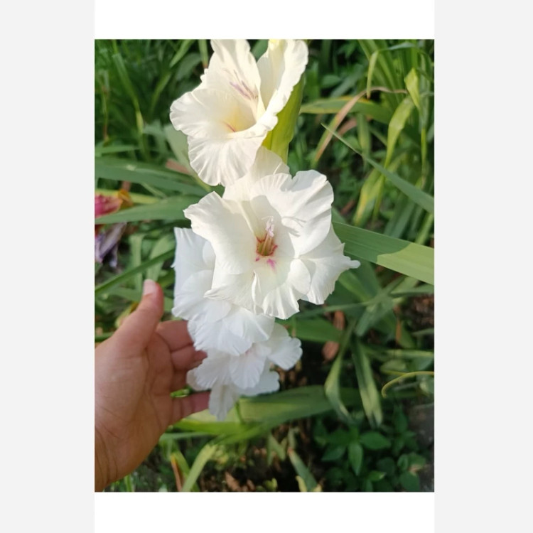 پیاز گلایل سفید سه عددی