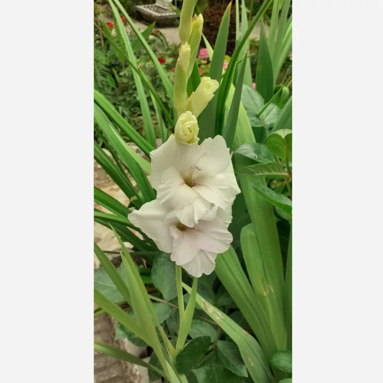 پیاز گلایل سفید سه عددی