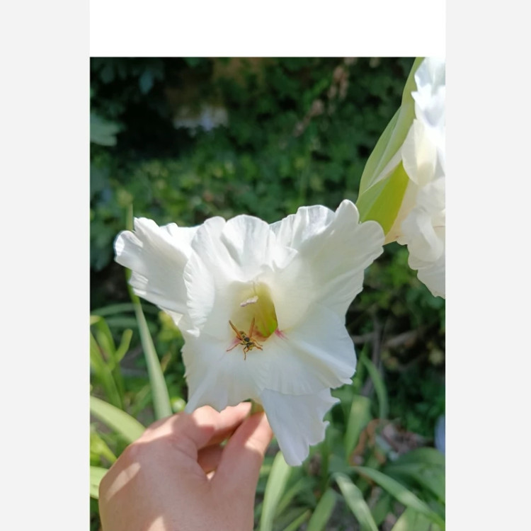 پیاز گلایل سفید سه عددی