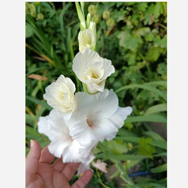 پیاز گلایل سفید سه عددی