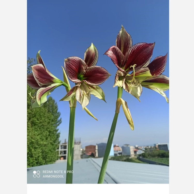 پیاز گل آماریلیس پروانه