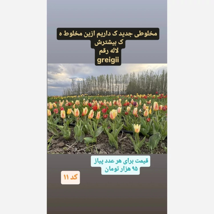 پیاز گل لاله کد 11