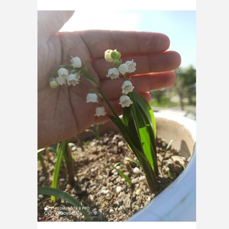 ریشه گل موگه