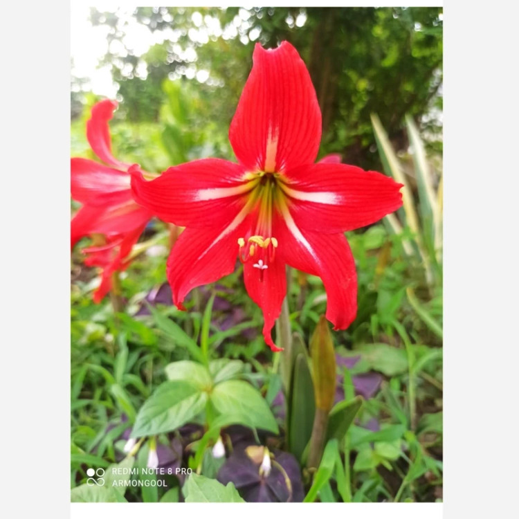 پیاز گل آماریلیس مطابق تصویر